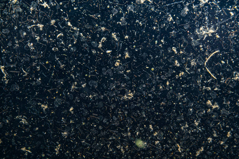 Imagem da neve oceânica, formada por partículas fecais, mas também por microplásticos, no mar de Bering, no Alasca