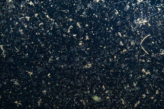 Sinking marine snow and fecal pellets in the Bering Sea. (Andrew McDonnell/University of Alaska, Fairbanks via The New York Times)
