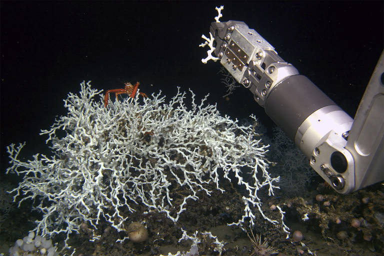 Robô coleta amostra de um coral no Golfo do México. Os cientistas estão estudando o impacto das atividades humanas na vida dos oceanos profundos