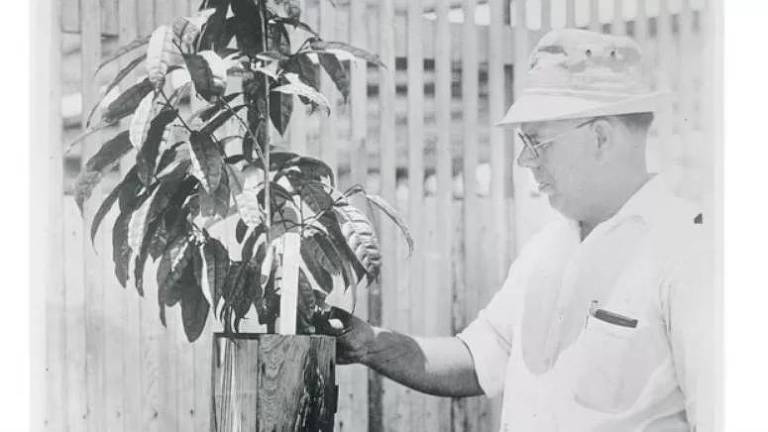 Alice Ball isolou os compostos químicos do óleo das sementes da árvore chaulmoogra