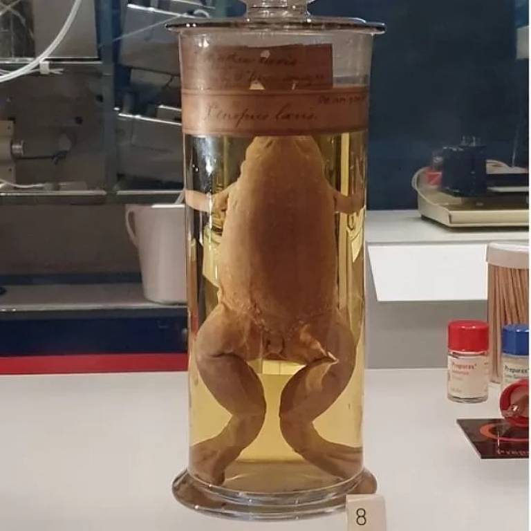Anfíbio exposto no Museu de Ciências em Londres para explicar a história dos testes de gravidez