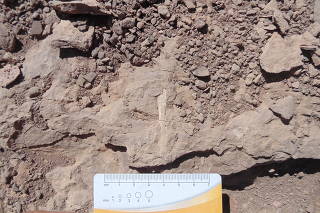 Pterosaur fossils found at 'Tormento' hill in the Atacama desert, Chile