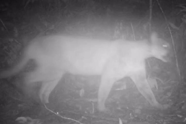 Imagem de armadilha fotográfica noturna registrou a onça-parda (Puma concolor) em uma área de mata preservada de Maricá, no litoral do RJ