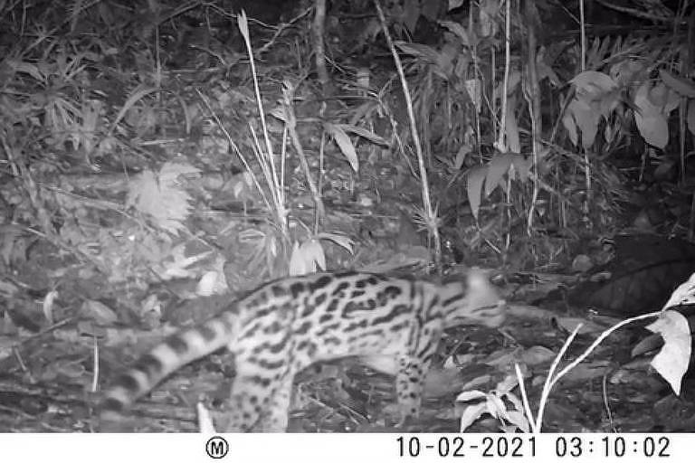 Imagem de armadilha fotográfica noturna registrou o gato-maracajá (Leopardus wiedii) em uma área de mata preservada de Maricá, no litoral do RJ