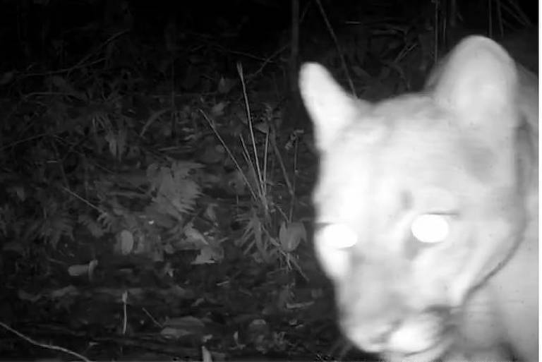 Imagem de armadilha fotográfica noturna registrou a onça-parda (Puma concolor) em uma área de mata preservada de Maricá, no litoral do RJ