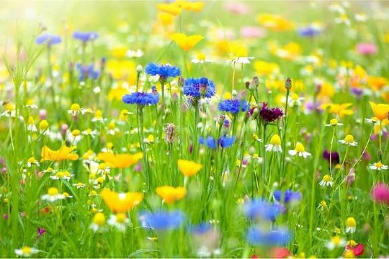 Sue Nelson conta que muitas vezes tinha interesse obsessivo em assuntos diversos, como exploração espacial e espécies de flores silvestres