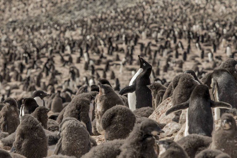 Pinguins-de-adélia na ilha Devil, no mar de Weddell; o lado oeste da península Antartica apresenta declínio dessa espécie de aves nas últimas décadas, mas, do lado leste, a história é outra, com várias colônias em ilhas