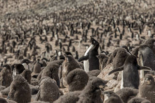 A photo provided by Tomas Munita shows Adelie penguin parents and chicks at Devil Island in Antartica, Jan. 21, 2022. (Tomas Munita via The New York Times)