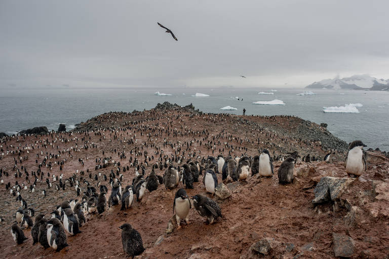 Ecologista Michael Wethington (ao fundo) conta ninhos de pinguins-de-adélia na ilha Joinville, no lado oriental da Península Antártica, onde o gelo perene mantém as condições para a sobrevivência da espécie
