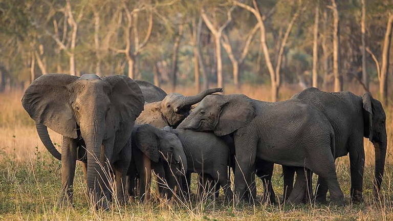 Família de elefantes no Parque Nacional da Gorongosa, em Moçambique, que passa por um processo de recuperação natural desde o ano 2000