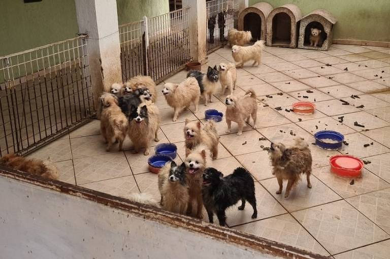 Mais de 130 cães da raça lulu da pomerânia são resgatados no interior de SP