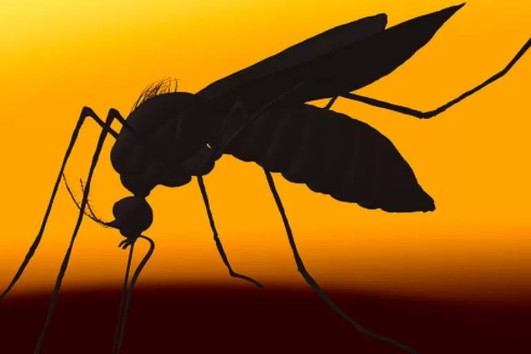 Más allá de la nueva epidemia de dengue en Brasil – 16/04/2022 – Equilíbrio e Saúde