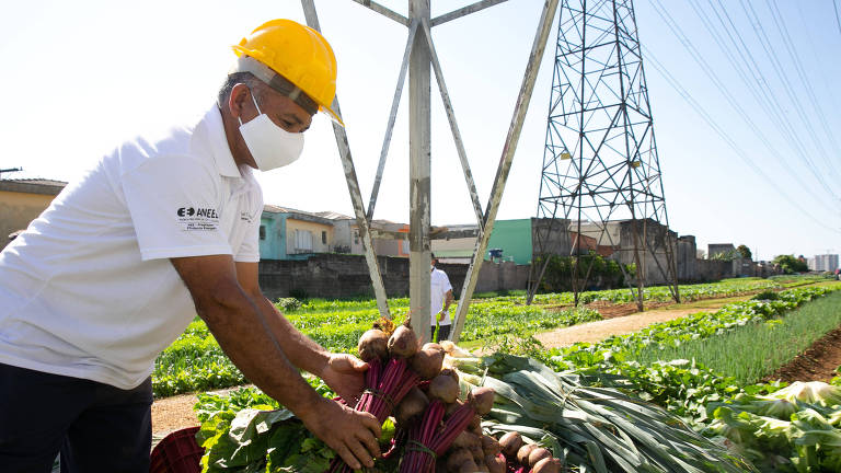 Cultivo em área da Enel; trabalho na horta ajuda a proteger a rede elétrica