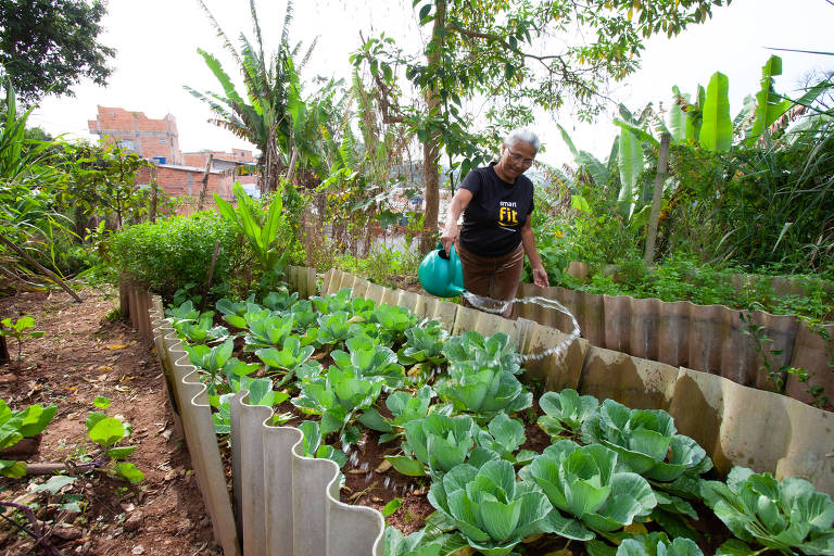 Cultivo na horta comunitária Criando Esperança, em Taboão da Serra