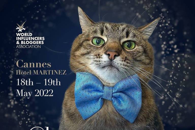 Gato ucraniano Stepan concorre a prêmio de influenciador do ano
