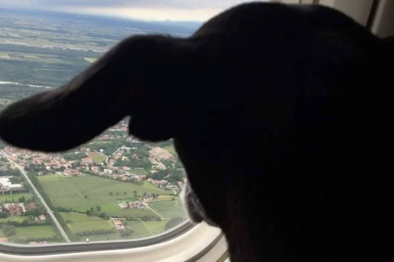 Imagem mostra um cachorro na janela de um avião