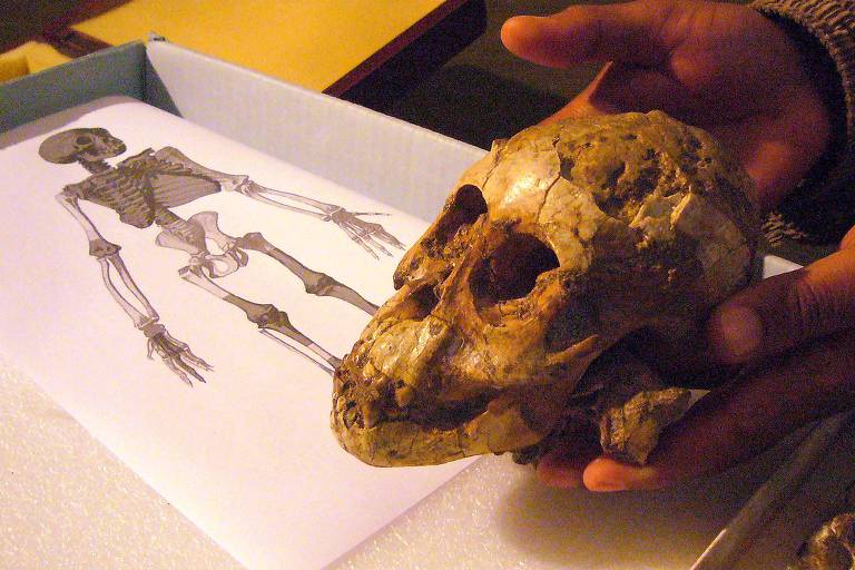 Australopitecos tinham partos difíceis como os humanos, diz estudo