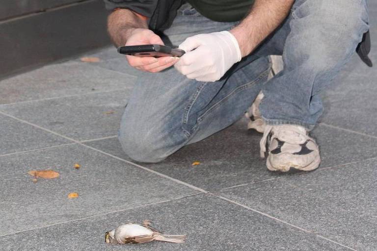 Somente em Nova York, todos os anos, entre 90 mil e 230 mil aves morrem ao colidirem em edifícios