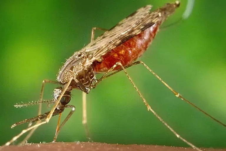 'Quase morri por atraso em diagnóstico de malária': como doença ainda faz vítimas no Brasil