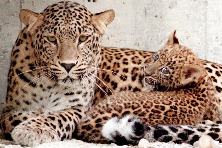 Imagem de leopardo no zoológico de Berna, Suíça