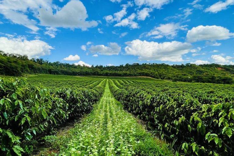Plantação de café que adota técnicas que preservam o solo 