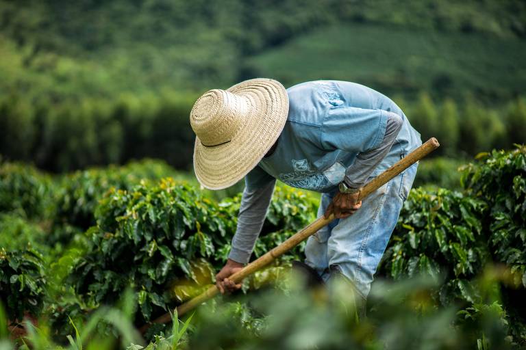 Trabalhador em cafezal que recebe consultoria da Nespresso