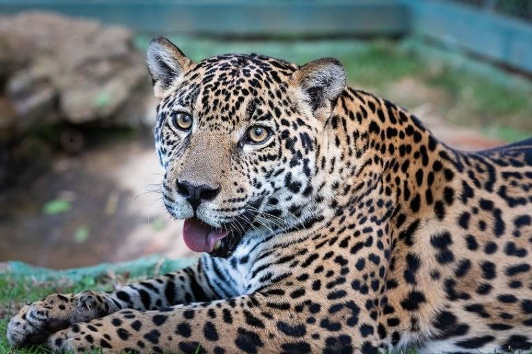 Onça da novela 'Pantanal' é protegida por ONG que reabilita animais