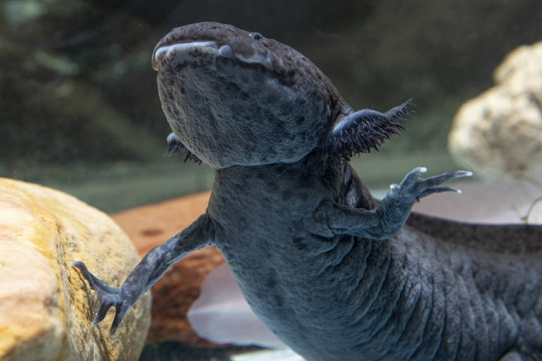 Animal preto e com escamas se ergue em aquário