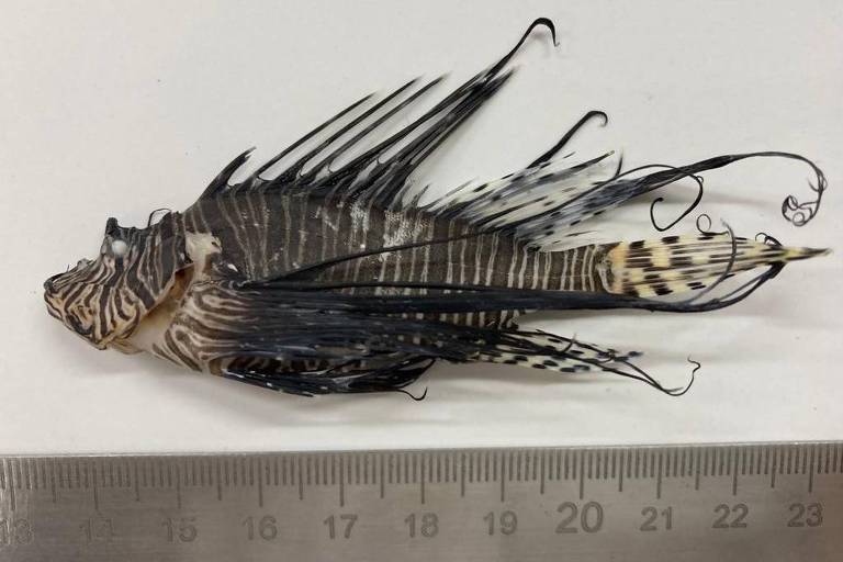 Peixe preto e branco com espinhos, já morto e sobre uma superfície para ser examinado por pesquisadores