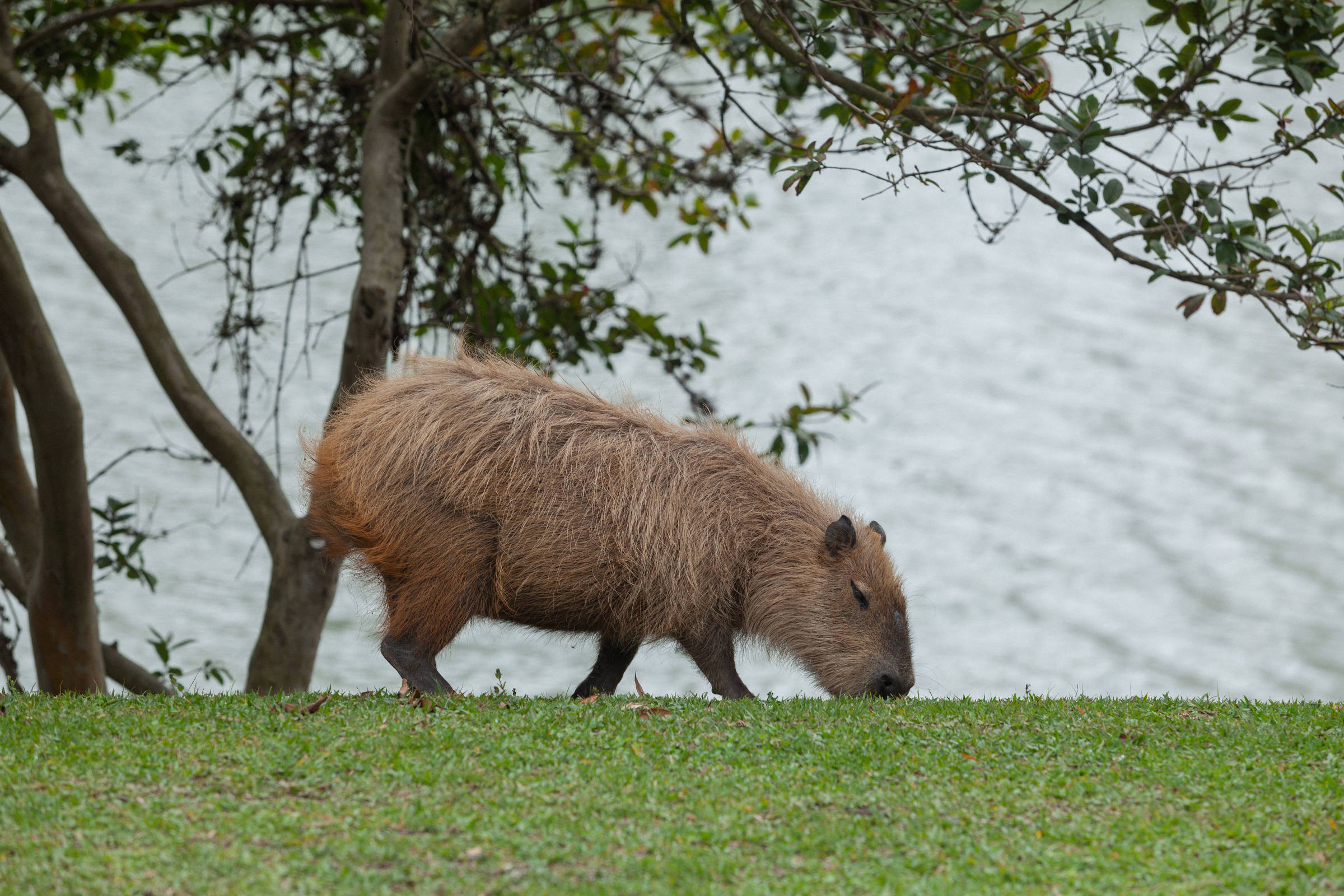 Enzimas descobertas no intestino da capivara podem facilitar o