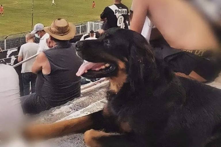 Cachorro foge de casa e é flagrado em jogo da Ponte Preta