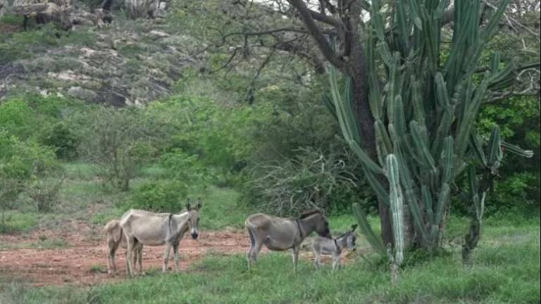 Antes do abate, animais ficam armazenados em áreas de caatinga na Chapada Diamantina