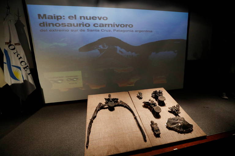 Outros ossos fossilizados do Maip macrothorax que estão sem exposição no Museu de Ciências Naturais de Buenos Aires