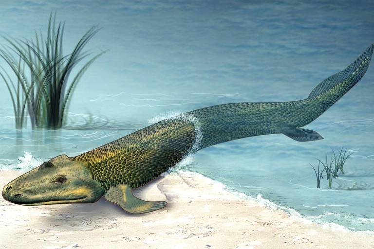 Os tiktaalik foram os primeiros peixes a deixar a água há 375 milhões de anos