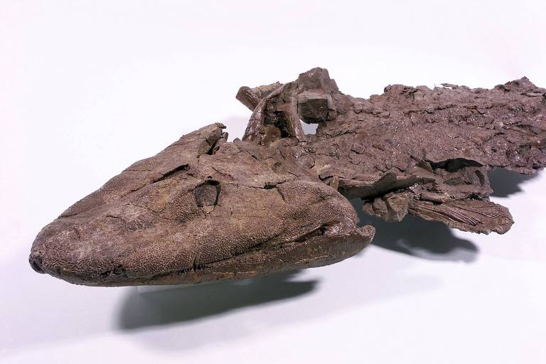 Fóssil de um tiktaalik encontrado no meio de rochas com 380 milhões de anos na ilha de Ellesmere, em Nunavut, Canadá por um trio de paleontólogos americanos. O fóssil é de um peixe com patas, com começo de um pulso e um pescoço