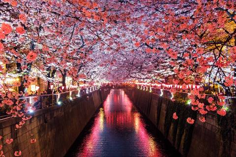 Cerejeiras no Japão - web stories