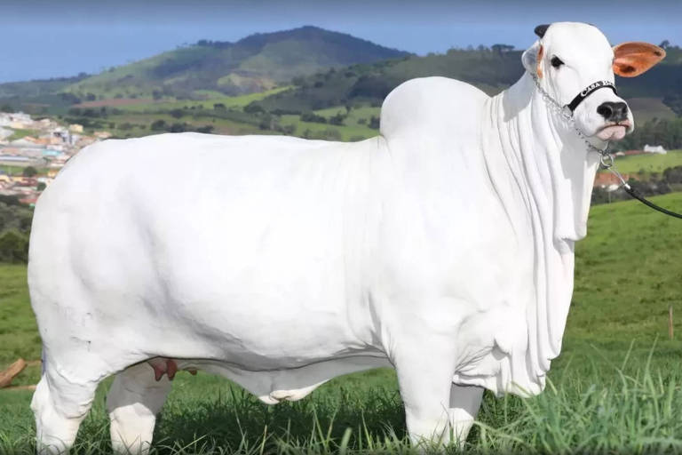 Metade de uma vaca é vendida por R$ 3,99 mi em leilão em Uberaba