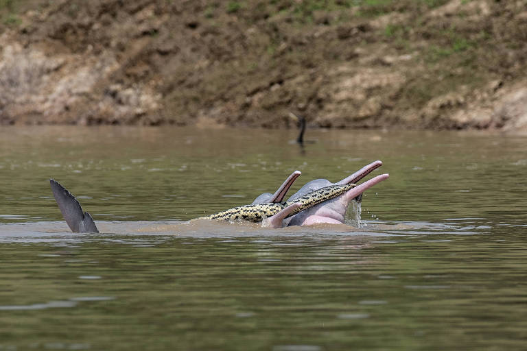 Imagem mostra um golfinho brincando com uma sucuri em um rio