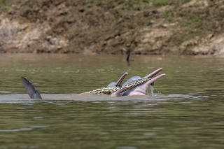 A photo by Omar M. Entiauspe Neto, Steffen Reichle, Alejandro dos Rios of Bolivian river dolphins toying with a Beni anaconda in August of 2021. (Omar M. Entiauspe Neto, Steffen Reichle, Alejandro dos Rios via The New York Times)