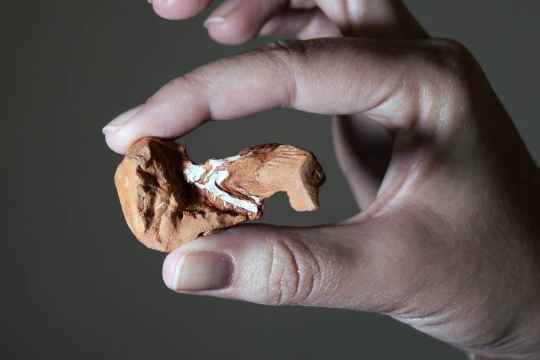 Crânio do Maehary bonapartei, réptil de 225 milhões de anos atrás, no começo da era dos Dinossauros, encontrado no Rio Grande do Sul