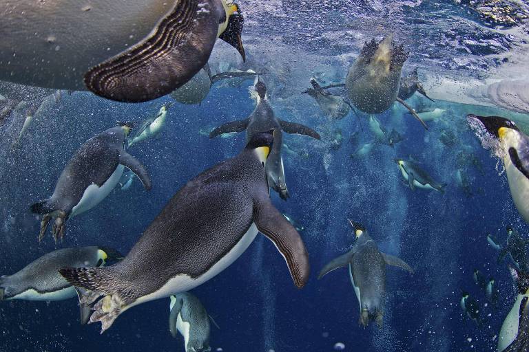Pinguins imperadores nadando na Antártida