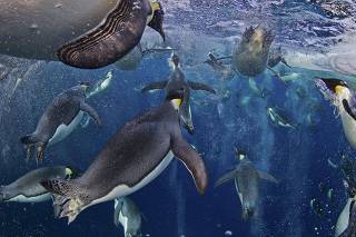 Paul Nicklen of Canada has won the first prize in the Nature Stories category of the World Press Photo Contest 2013 with the series 