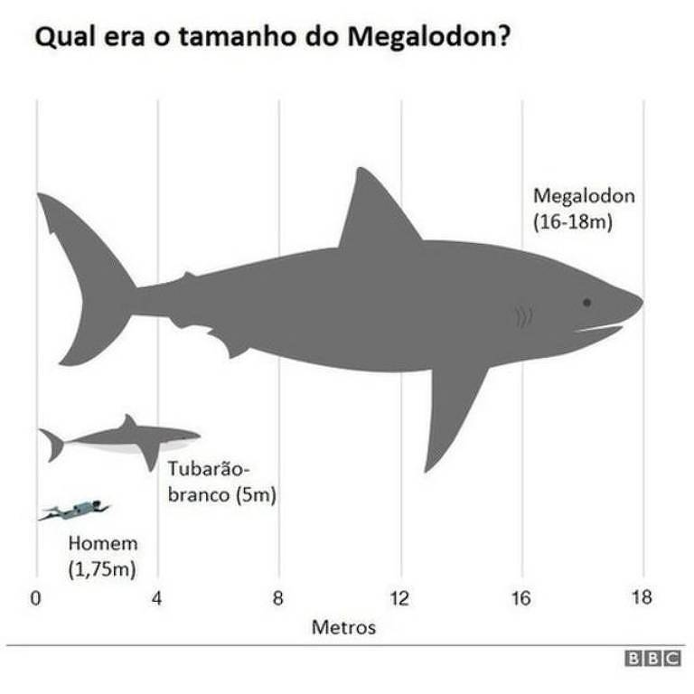 Ilustração de megaladon em comparação a tamanho de tubarão branco e ser humano
