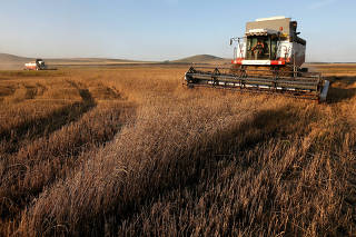 Combines harvest wheat in a field of the Intikulskoye farm outside the Siberian village of Tolsty Mys, in Krasnoyarsk region