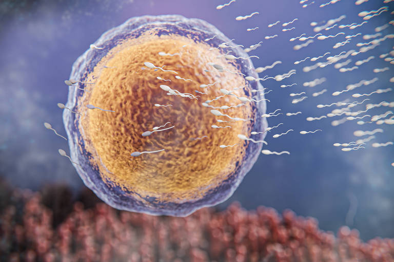 Representação de fertilização com óvulo e espermatozoides