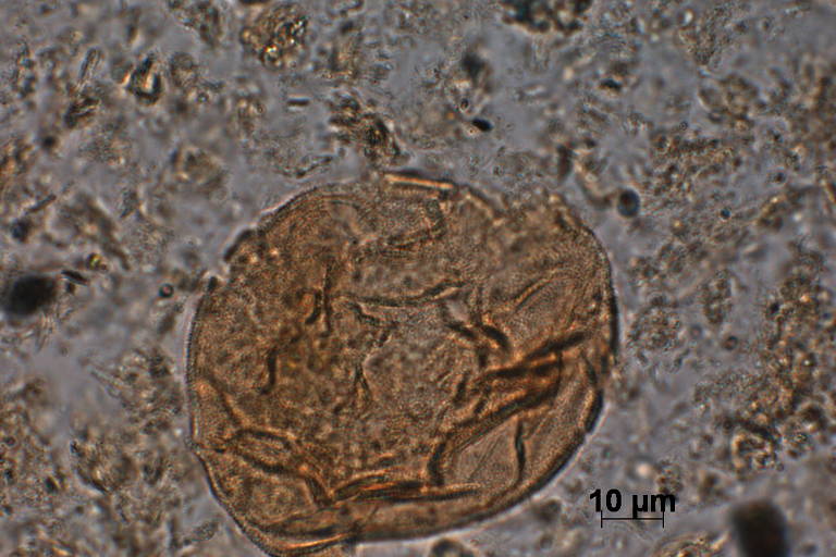 Pólen Araucaria encontrada na cratera de Colônia, área circular com 3,6 quilômetros de diâmetro formada entre 30 milhões e 5 milhões de anos atrás no extremo sul da capital paulista, no bairro de Vargem Grande, no distrito de Parelheiros