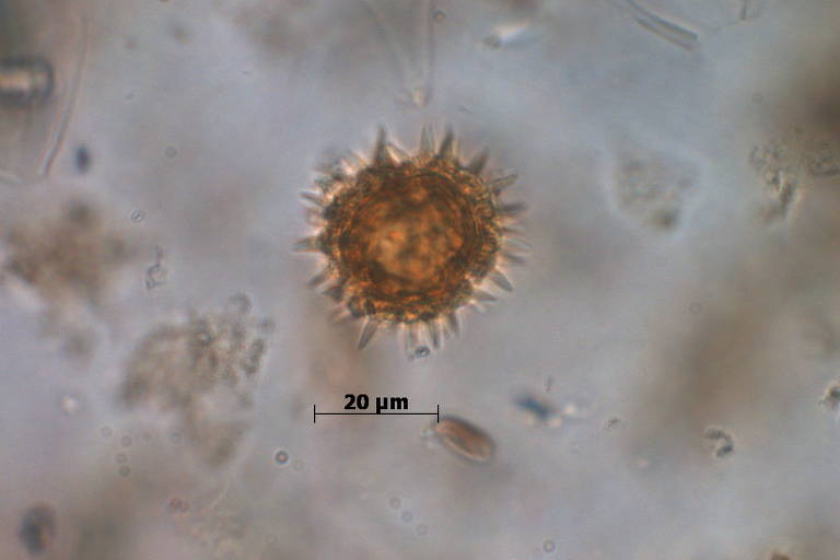 Pólen Asteraceae encontrada na cratera de Colônia, área circular com 3,6 quilômetros de diâmetro formada entre 30 milhões e 5 milhões de anos atrás no extremo sul da capital paulista, no bairro de Vargem Grande, no distrito de Parelheiros