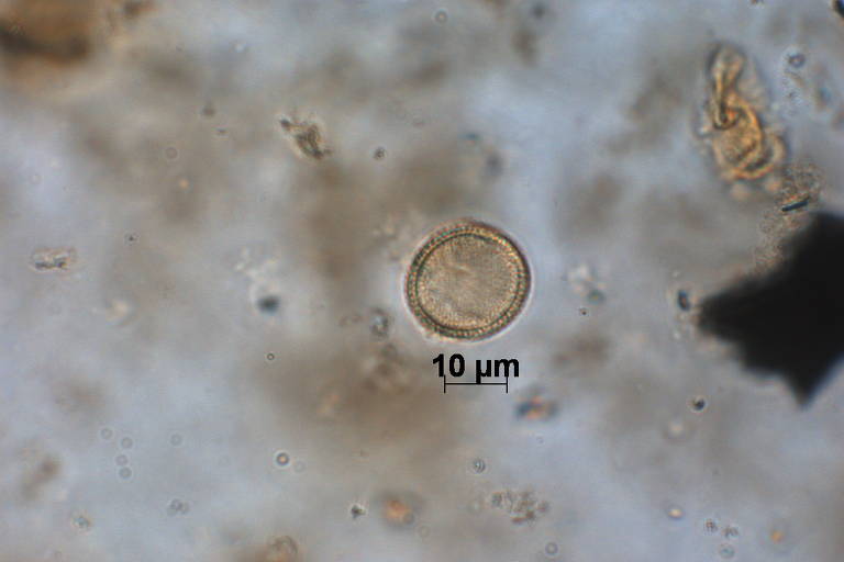 Pólen Chloranthaceae hedyosmum encontrada na cratera de Colônia, área circular com 3,6 quilômetros de diâmetro formada entre 30 milhões e 5 milhões de anos atrás no extremo sul da capital paulista, no bairro de Vargem Grande, no distrito de Parelheiros