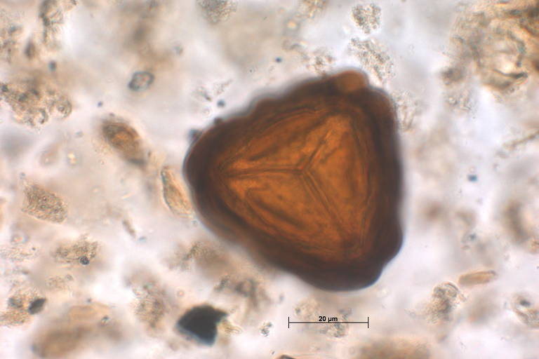 Esporo Lophosoria C.Presl encontrada na cratera de Colônia, área circular com 3,6 quilômetros de diâmetro formada entre 30 milhões e 5 milhões de anos atrás no extremo sul da capital paulista, no bairro de Vargem Grande, no distrito de Parelheiros