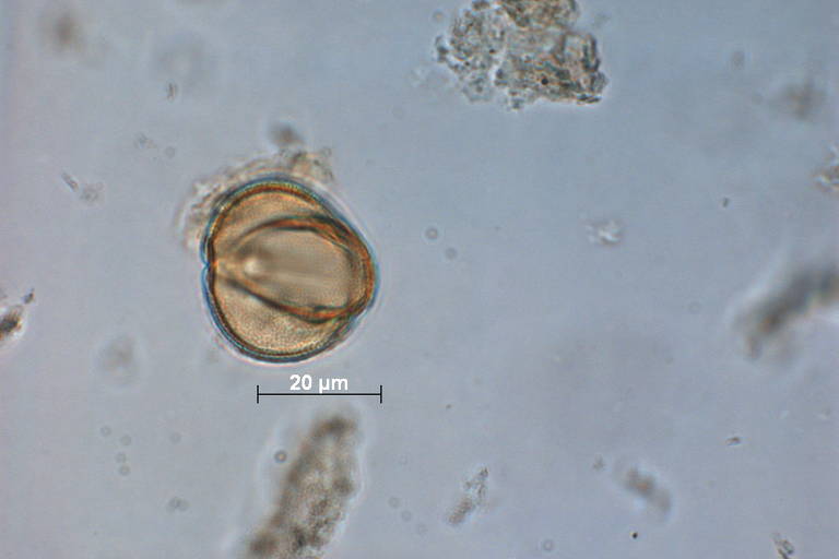 Pólen Euphorbia encontrada na cratera de Colônia, área circular com 3,6 quilômetros de diâmetro formada entre 30 milhões e 5 milhões de anos atrás no extremo sul da capital paulista, no bairro de Vargem Grande, no distrito de Parelheiros